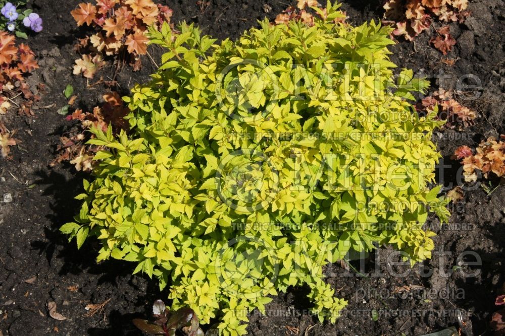 Spiraea Double Play Gold (Spirea) 1