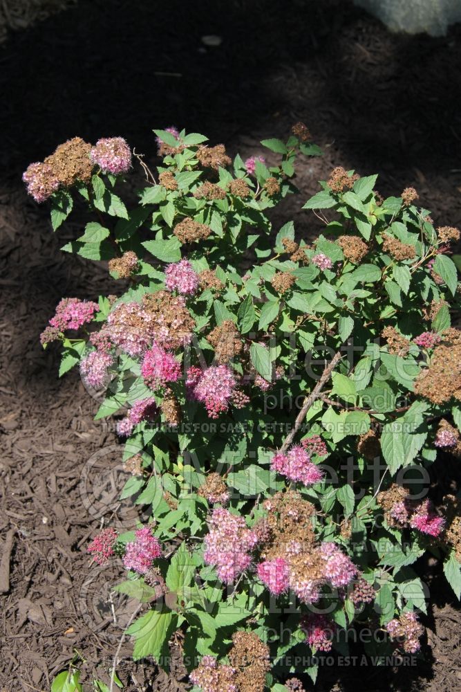 Spiraea Galen aka Artisan (Spirea) 2