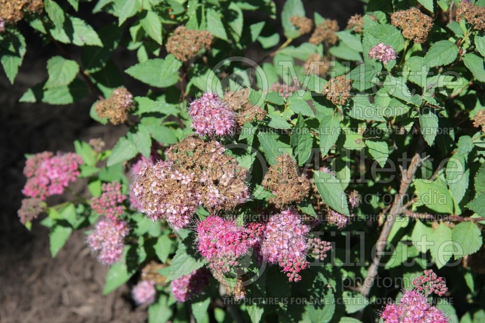 Spiraea Galen aka Artisan (Spirea) 1