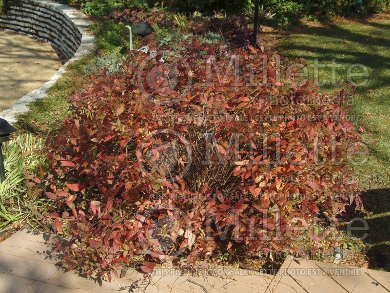 Spiraea Goldflame (Spirea) 10 