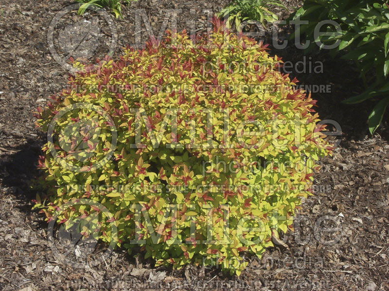 Spiraea Goldflame (Spirea) 1 