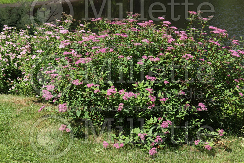 Spiraea Goldmound or Gold Mound (Spirea) 6 