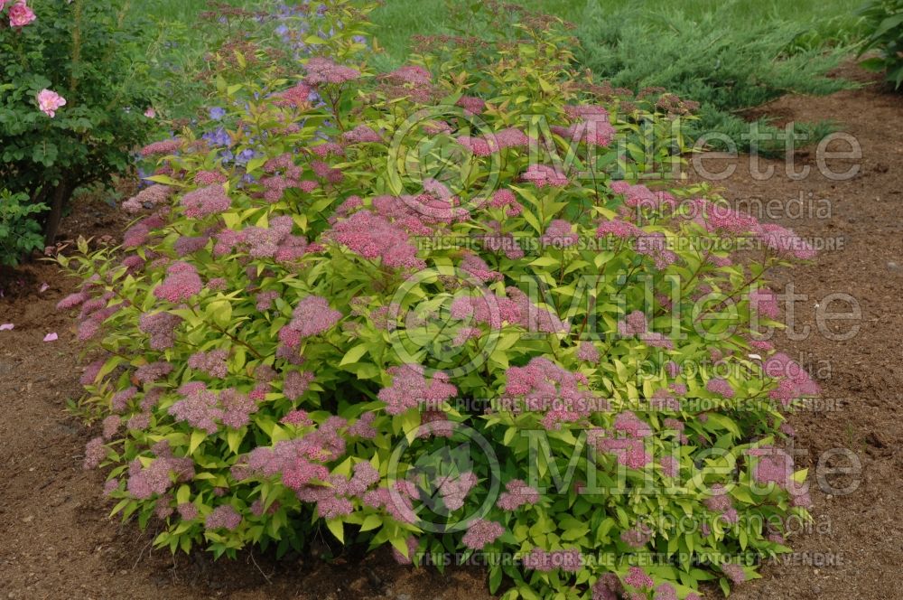 Spiraea Goldmound or Gold Mound (Spirea) 1 