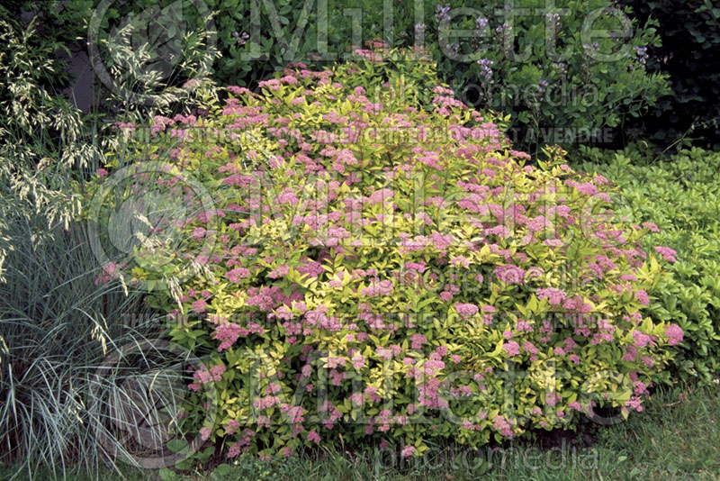 Spiraea Goldmound or Gold Mound (Spirea) 3 