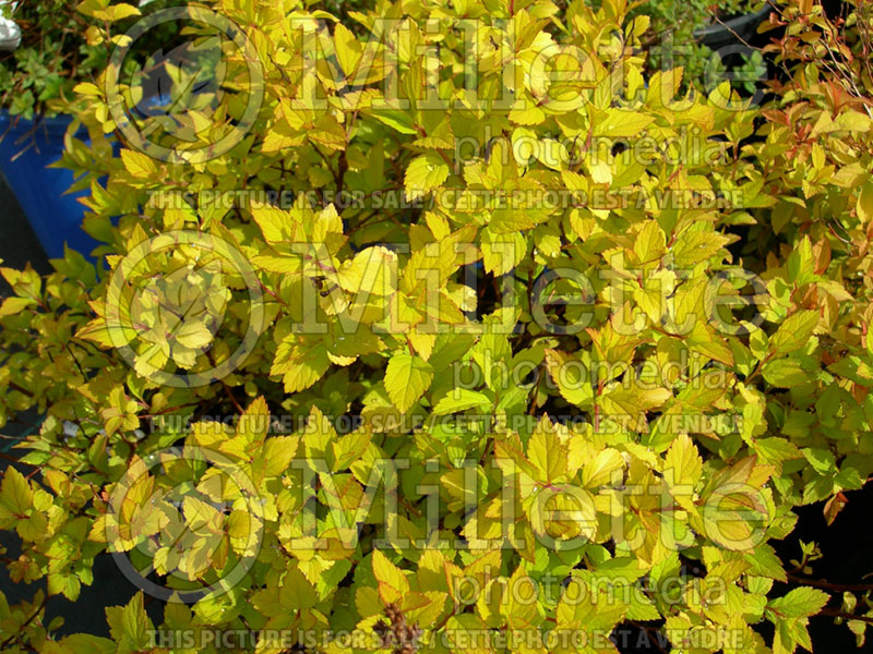 Spiraea Goldmound or Gold Mound (Spirea) 2 