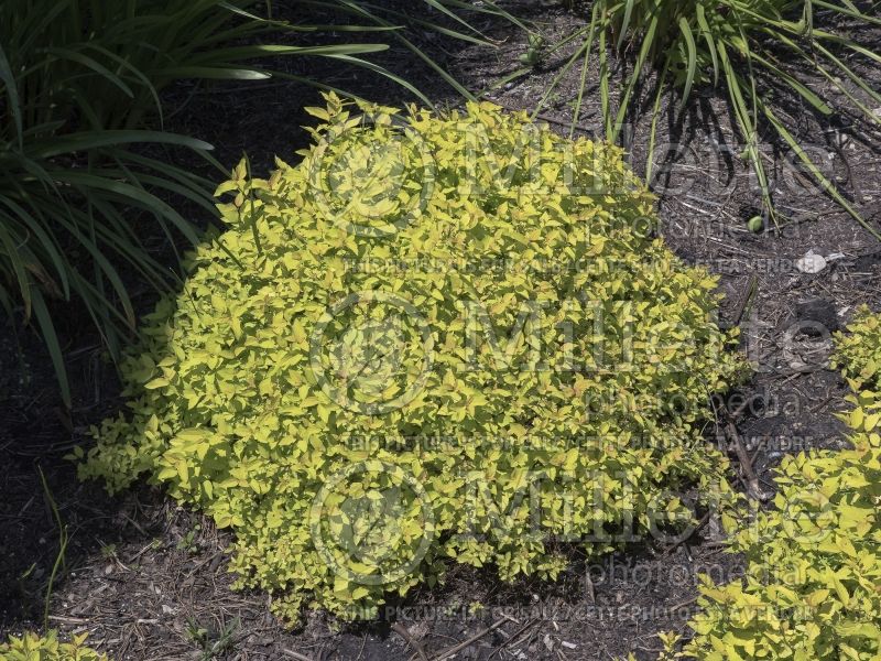 Spiraea Lemon Princess (Spirea) 2 