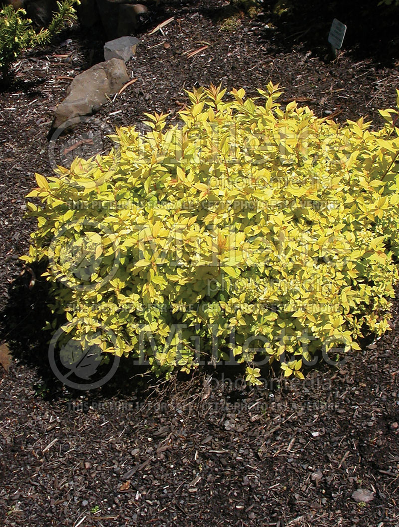 Spiraea Lemon Princess (Spirea) 1 