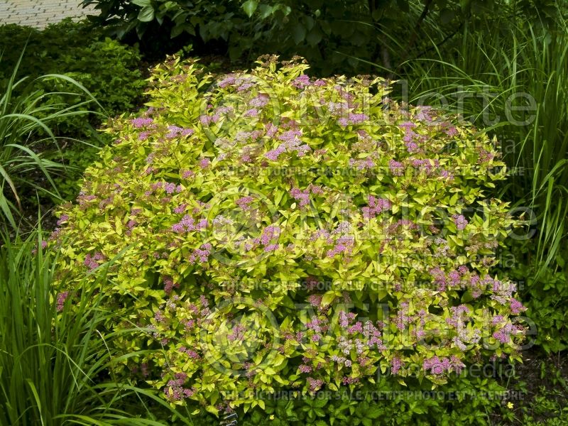 Spiraea Limemound (Spirea) 4 