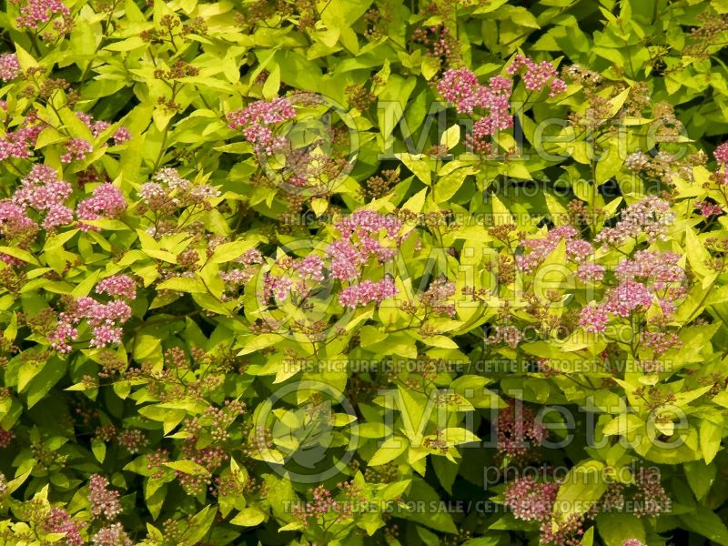 Spiraea Limemound (Spirea) 5 