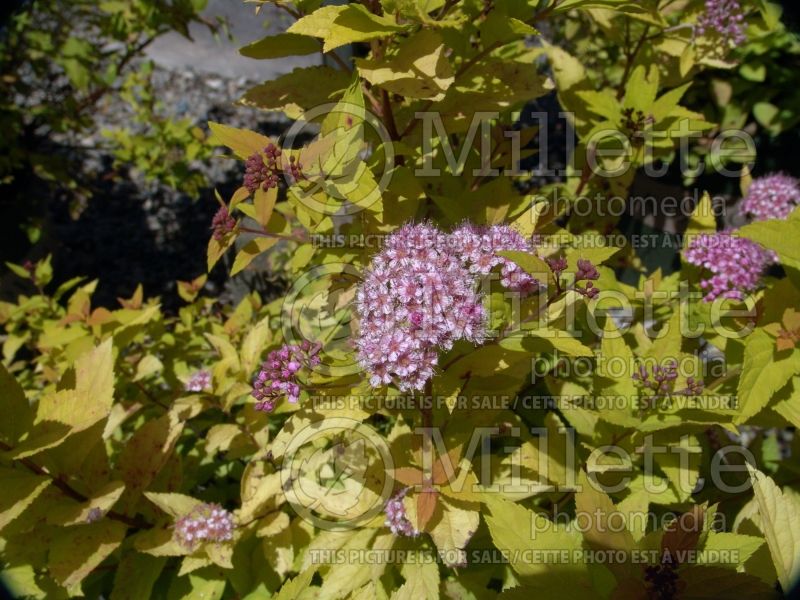 Spiraea Limemound (Spirea) 2 