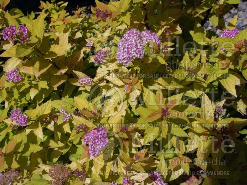 Spiraea Limemound (Spirea) 1 