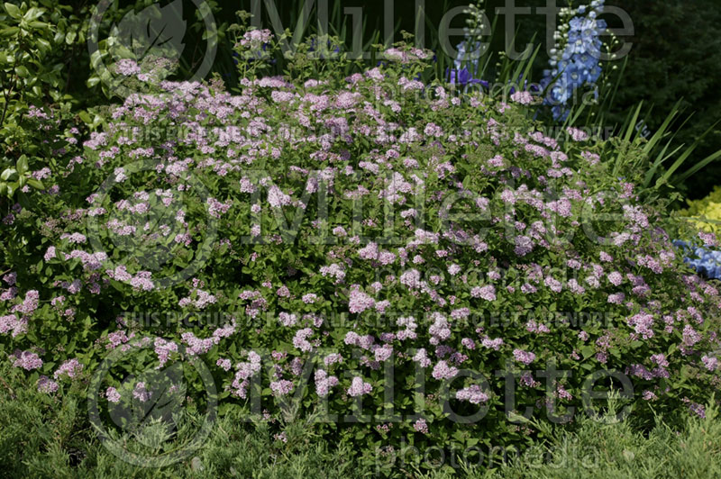 Spiraea Little Princess (Spirea) 6 