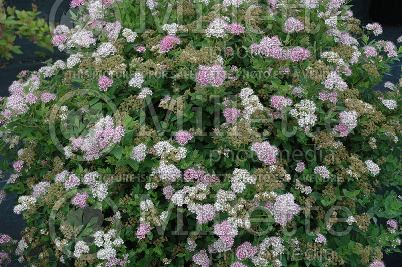 Spiraea Little Princess (Spirea) 5 