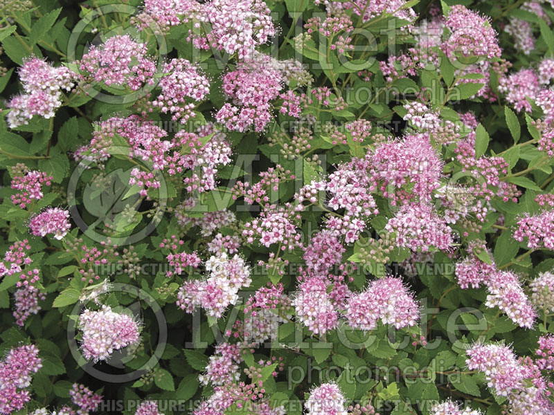 Spiraea Little Princess (Spirea) 2 