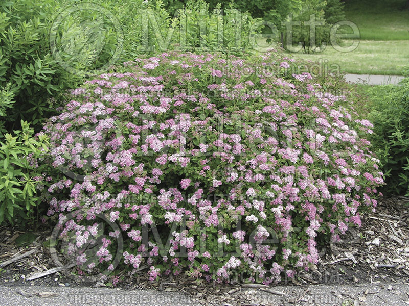 Spiraea Little Princess (Spirea) 4 