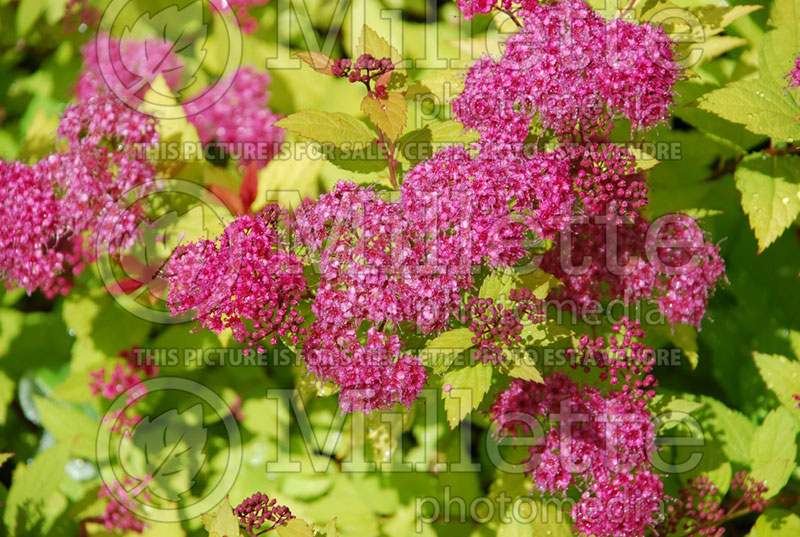 Spiraea Magic Carpet or Walbuma (Spirea) 8 