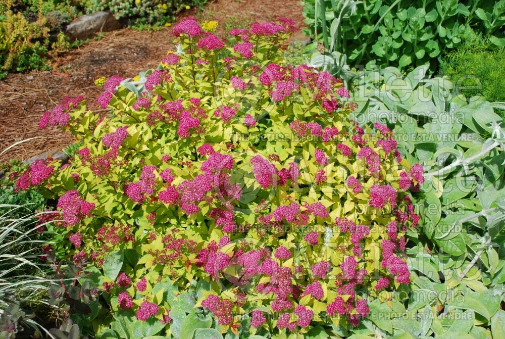 Spiraea Magic Carpet or Walbuma (Spirea) 9 