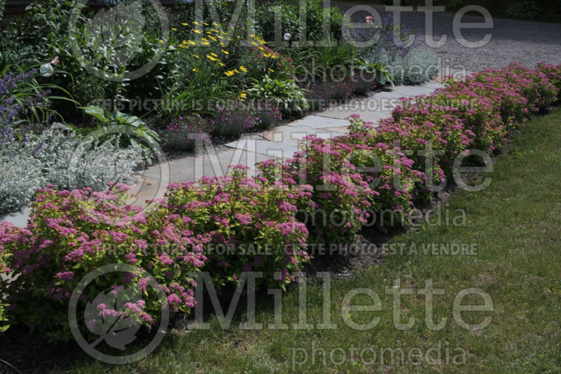 Spiraea Magic Carpet or Walbuma - hedge (Spirea) 5 