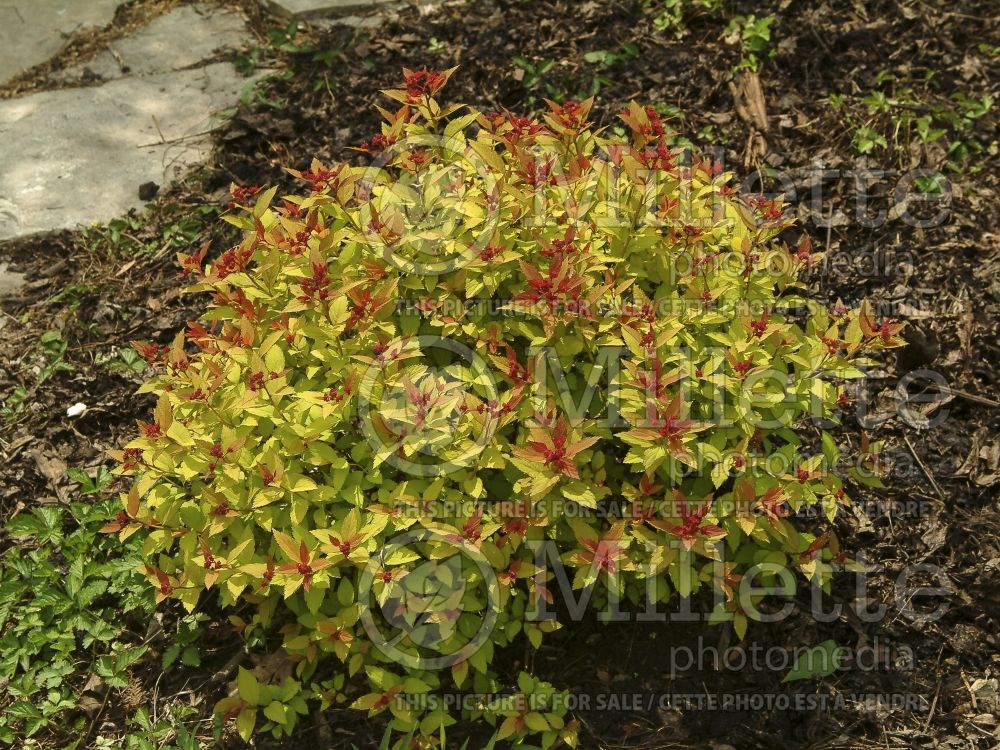 Spiraea Magic Carpet or Walbuma (Spirea) 1 