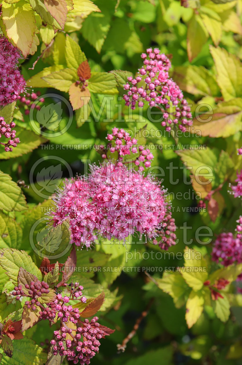 Spiraea Magic Carpet or Walbuma (Spirea) 6 