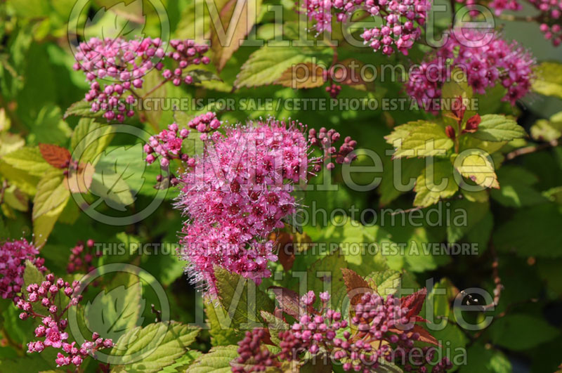 Spiraea Magic Carpet or Walbuma (Spirea) 4 