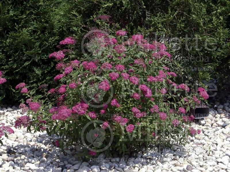 Spiraea Neon Flash (Spirea) 4 