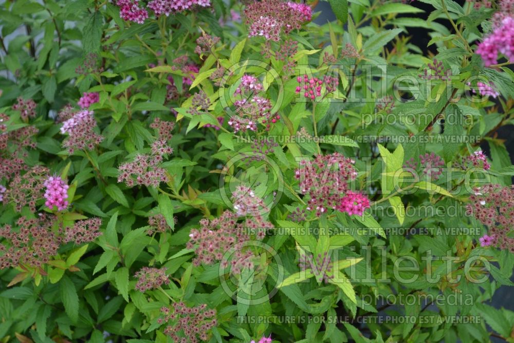 Spiraea Neon Flash (Spirea) 1 