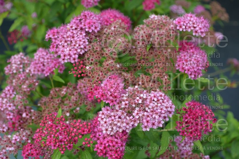 Spiraea Neon Flash (Spirea) 3 