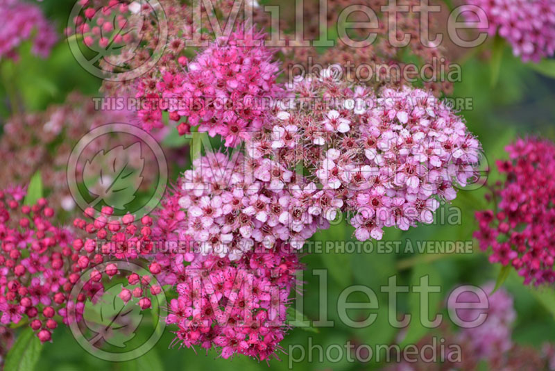 Spiraea Neon Flash (Spirea) 2 