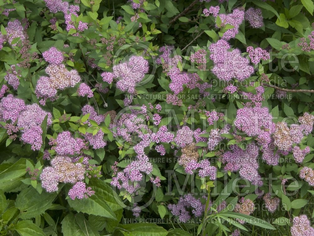 Spiraea Norman (Spirea) 1