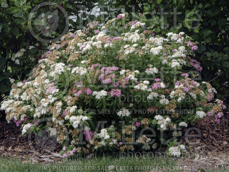 Spiraea Peppermint Stick ou Shibon (Spirea) 1 