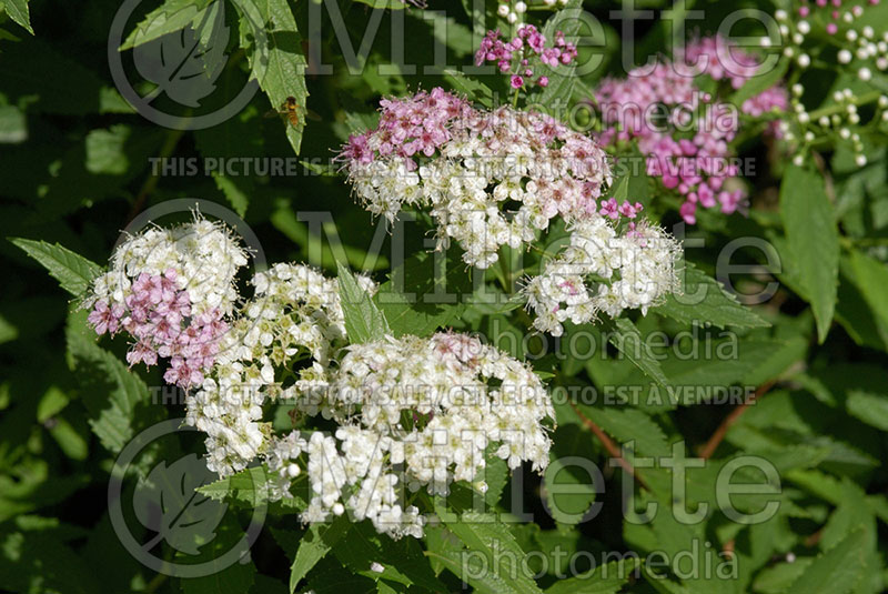 Spiraea Shirobana aka Genpei (Spirea) 1   