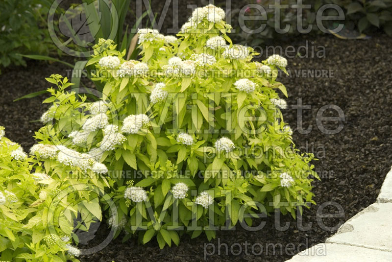 Spiraea White Gold (Spirea) 3