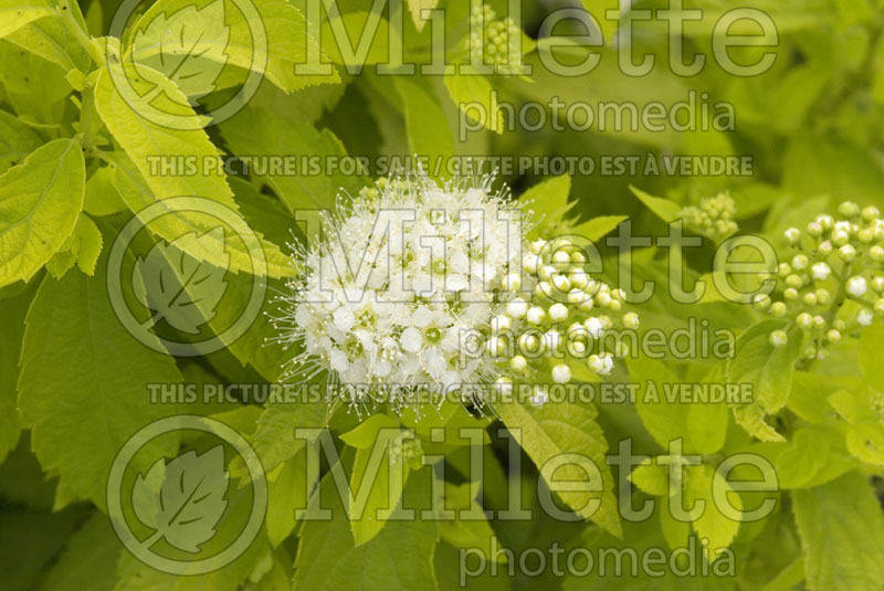 Spiraea White Gold (Spirea) 4