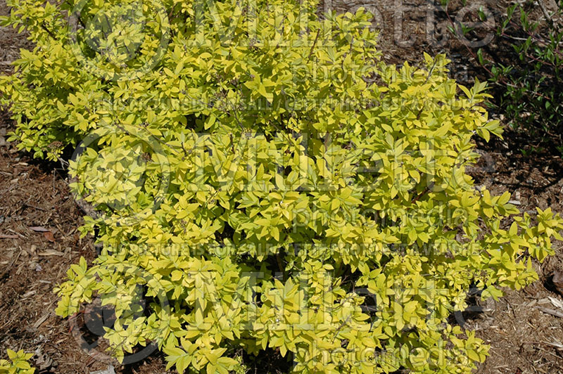 Spiraea White Gold (Spirea) 1