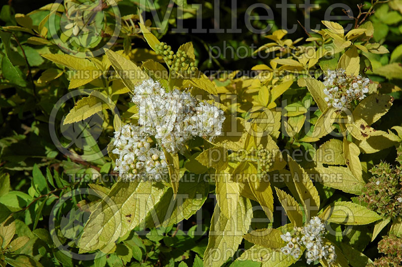 Spiraea White Gold (Spirea) 2