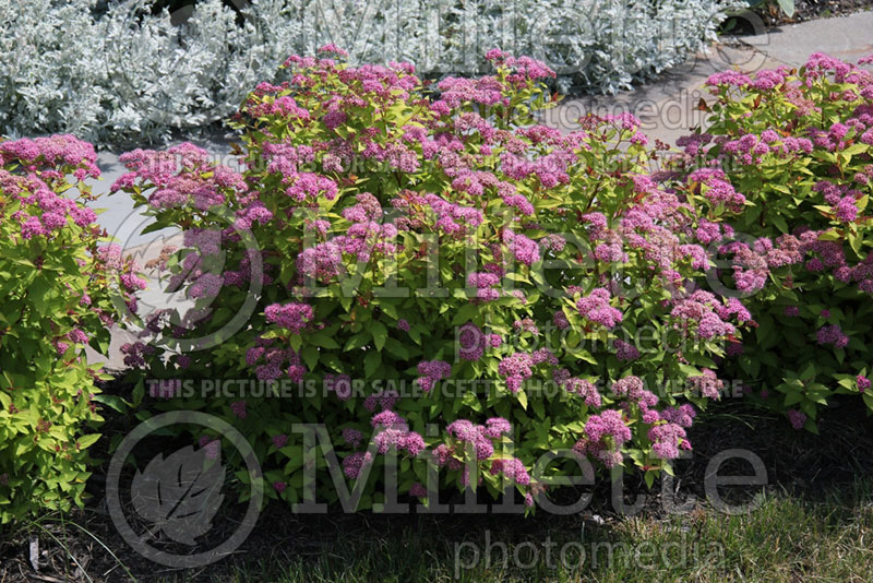 Spiraea Magic Carpet or Walbuma (Spirea) 2 