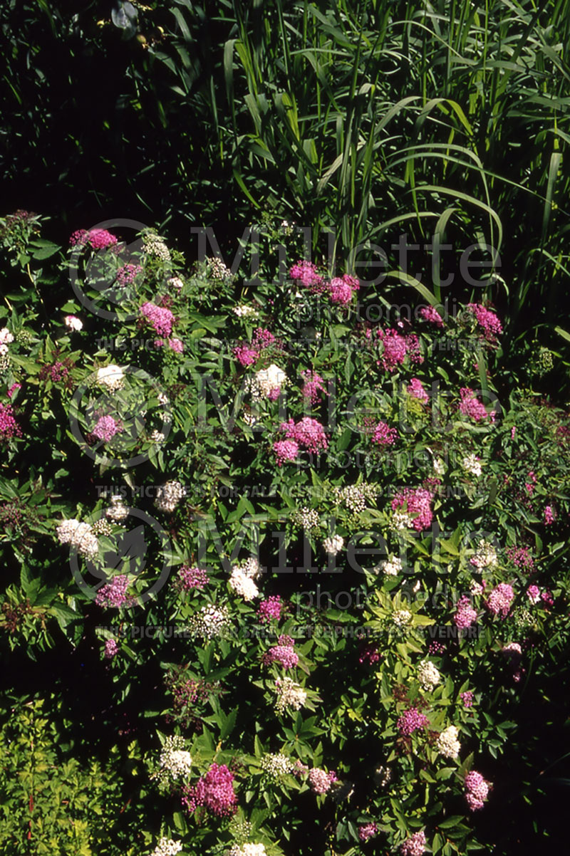 Spiraea Shirobana aka Genpei (Spirea) 2   