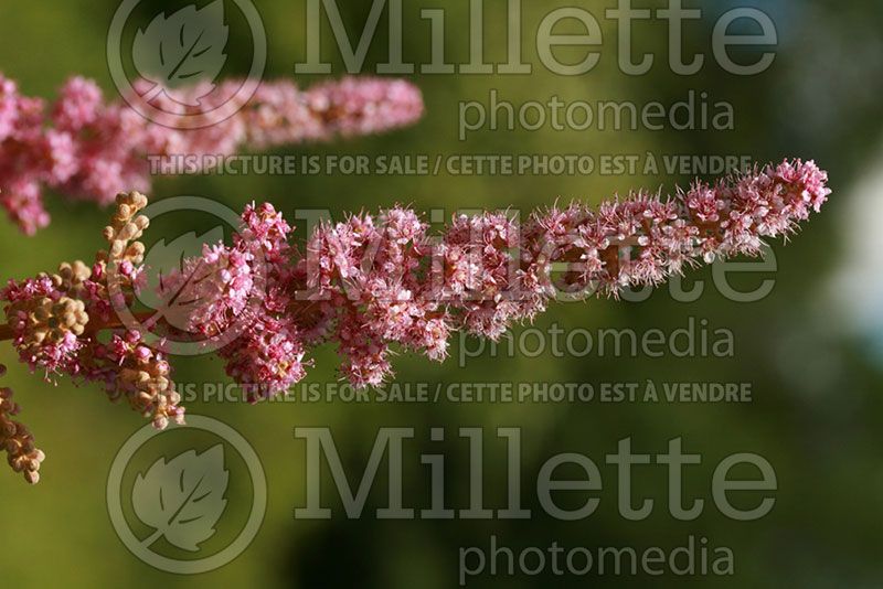 Spiraea tomentosa (Spirea)  1