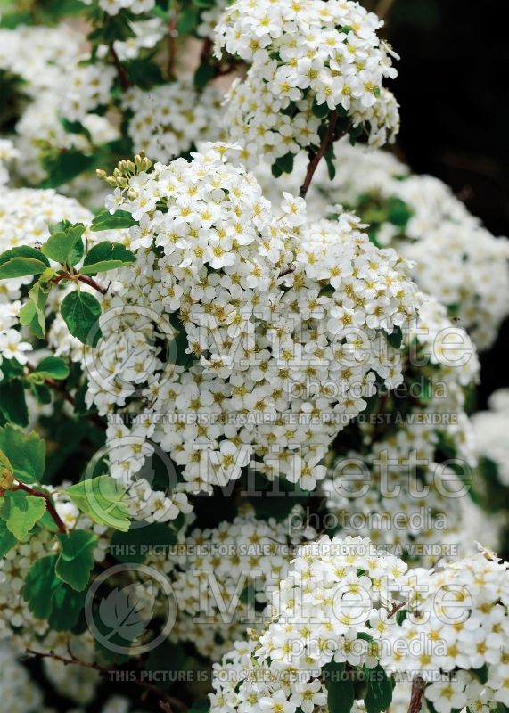 Spiraea Fairy Queen (Spirea) 1