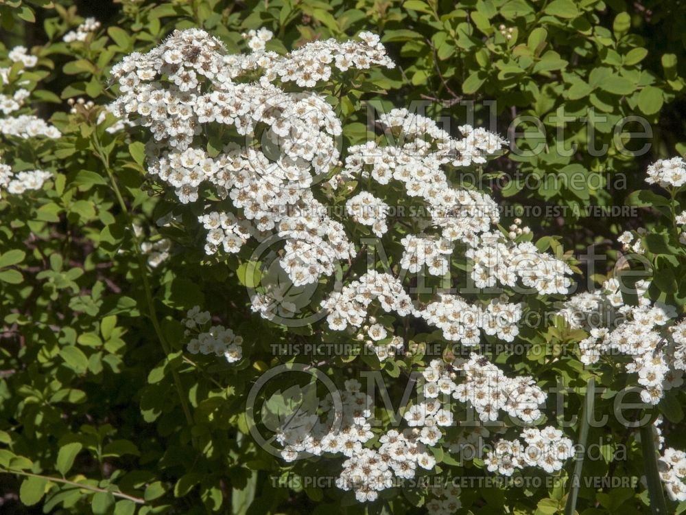 Spiraea Swan Lake (Spirea) 2