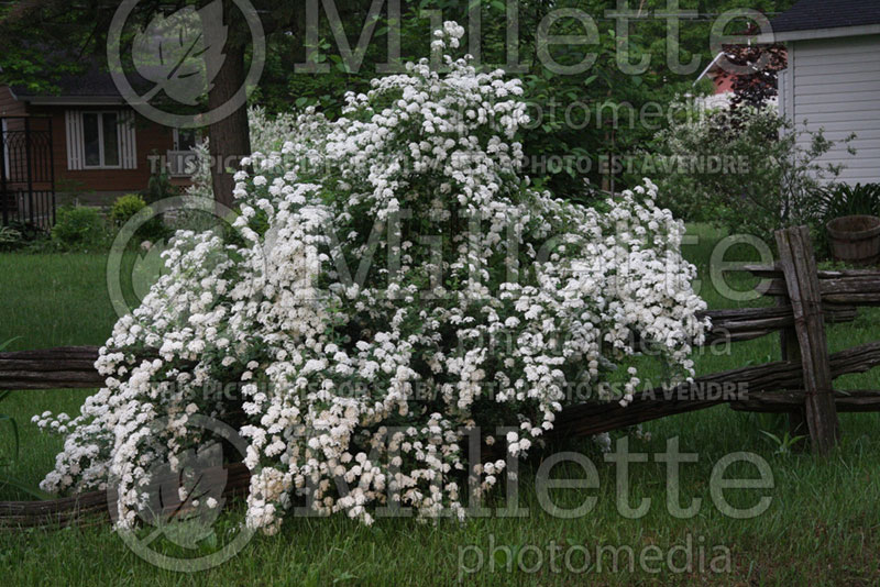 Spiraea vanhouttei (Bridalwreath Spirea) 2