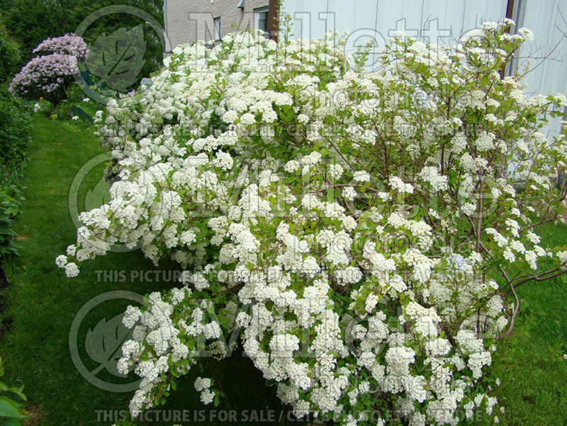 Spiraea vanhouttei (Bridalwreath Spirea) 3