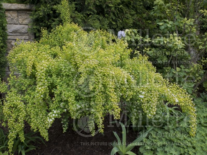 Spiraea Firegold ou Levgold (Spirea) 3  