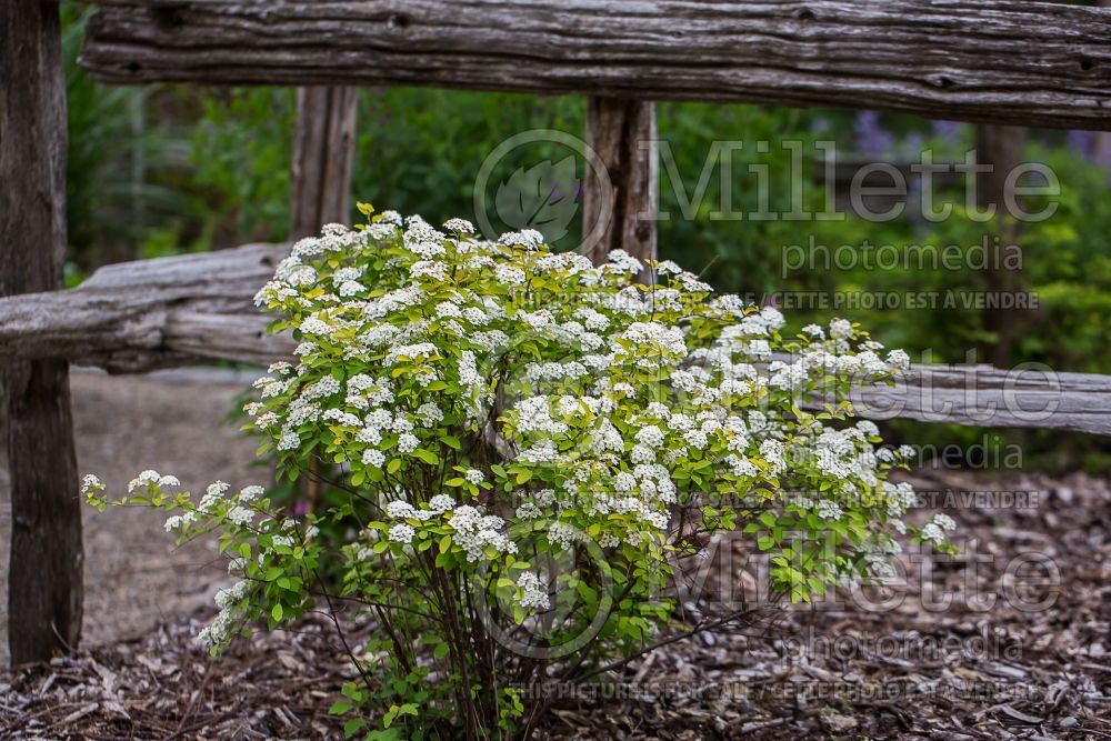 Spiraea Firegold ou Levgold (Spirea) 1  