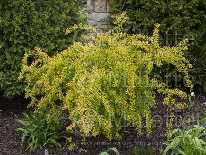 Spiraea Firegold ou Levgold (Spirea) 2  