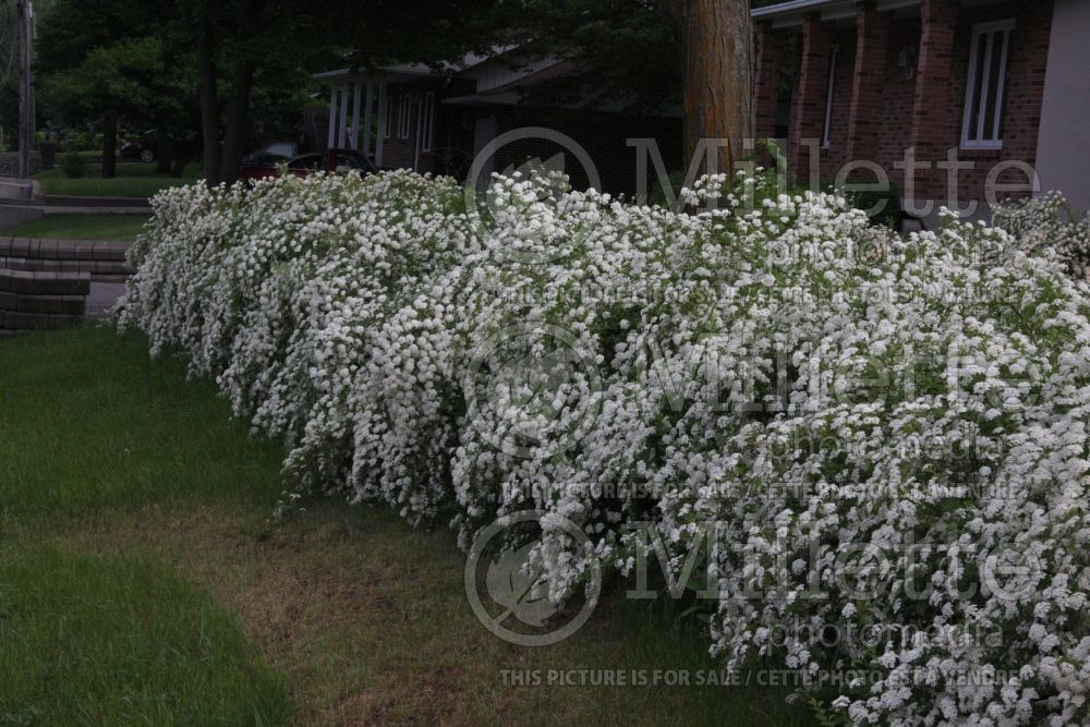 Spiraea vanhouttei – bridalwreath hedge 1