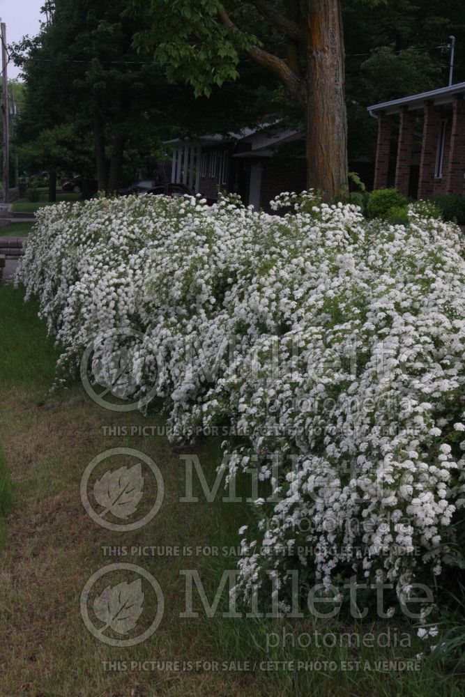 Spiraea vanhouttei – bridalwreath hedge 2