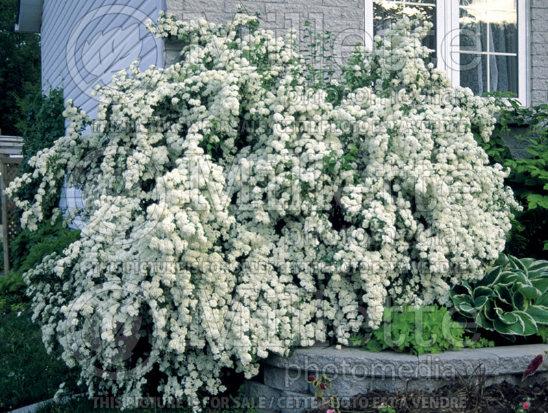 Spiraea vanhouttei (Bridalwreath Spirea) 8