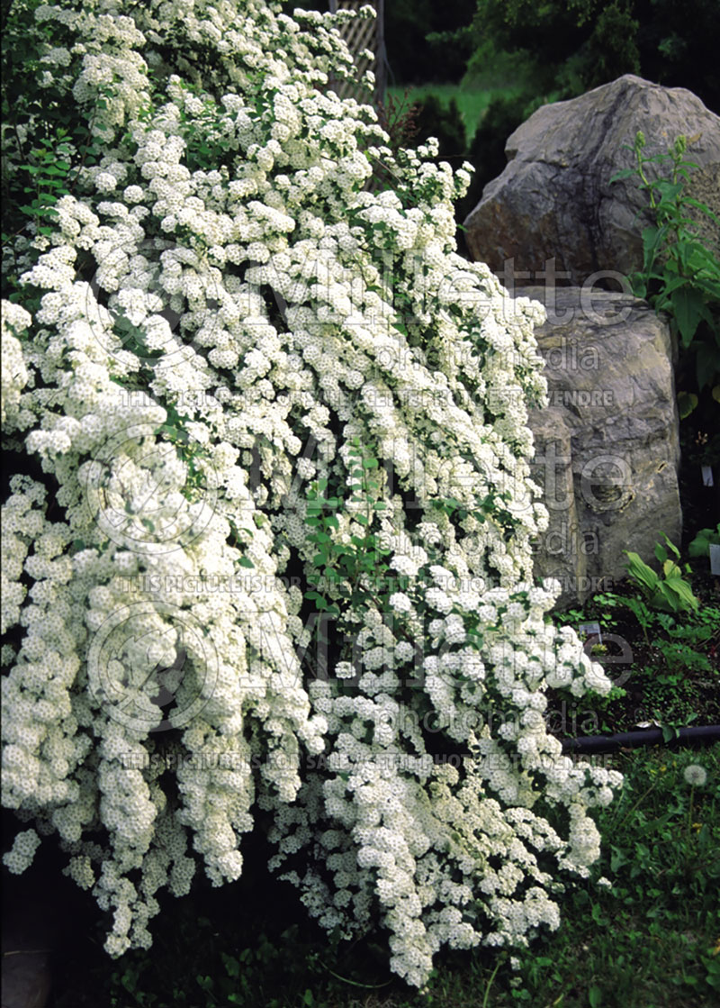 Spiraea vanhouttei (Bridalwreath Spirea) 9